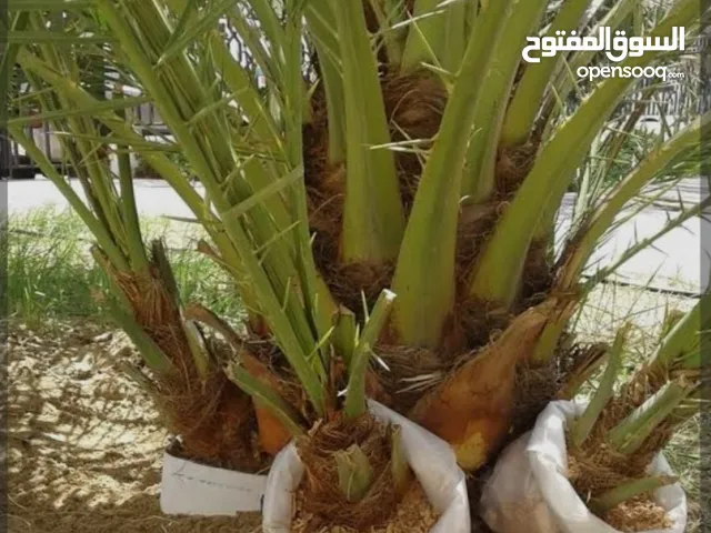 شتلات نخيل زراعتها وتوريدها داخل وخارج المملكه العربيه السعوديه وكل دول العالم