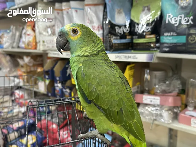 بلوفرنتد متكلم