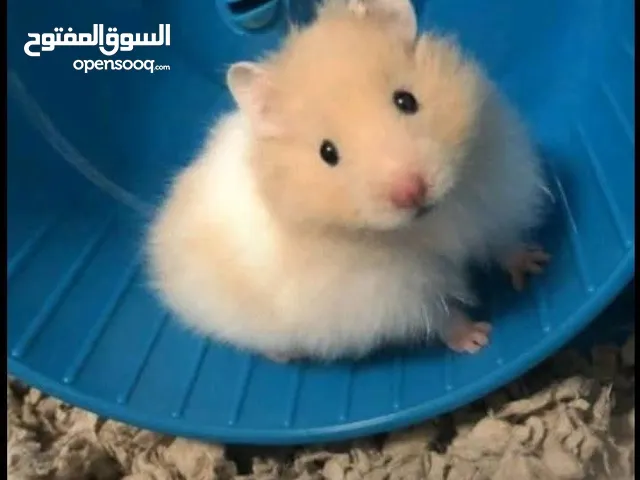 هامستر للبيع