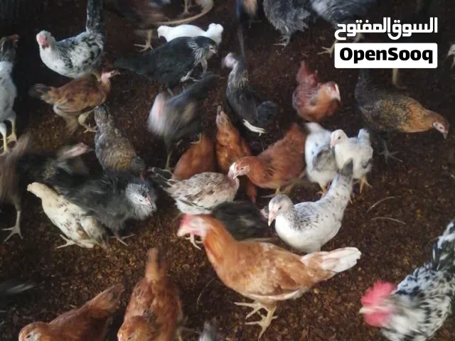 دجاج عماني عمر 4 شهور
