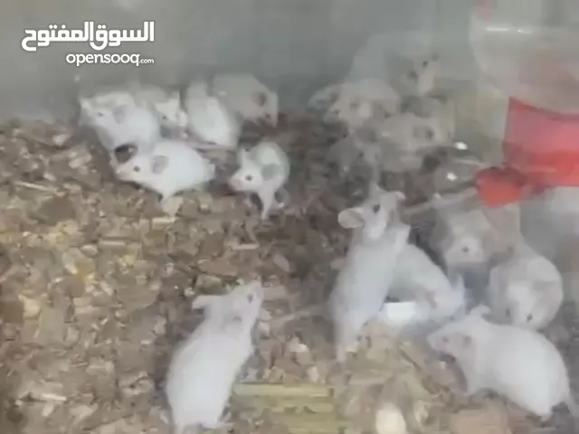 جرذ وفار مختبري ابيض للبيع