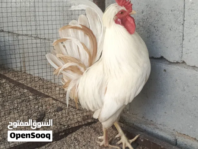 ديج كويتي اطراف قصيره اقره الوص