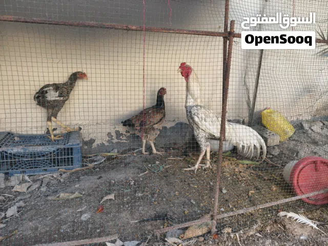 دجاج هندي للبيع