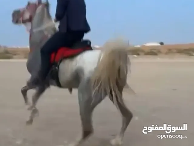 خصي قدرة وفلات
