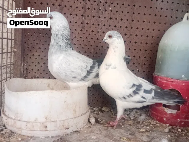 خمس جواز صلاة النبي صحه ونضافه النوريات تحتهم فرخين فقس جديد المغبرات تحتهم بيض قرب افقس ذبابنه لبوا