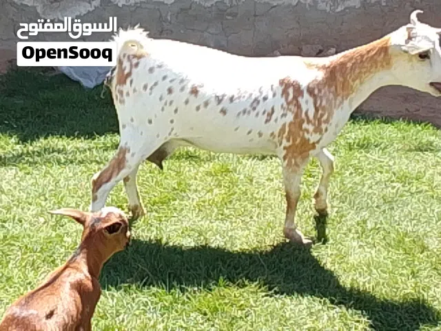 عناق كرديه اول ميلاد مش مبدله تحتها جدي تبارك الله