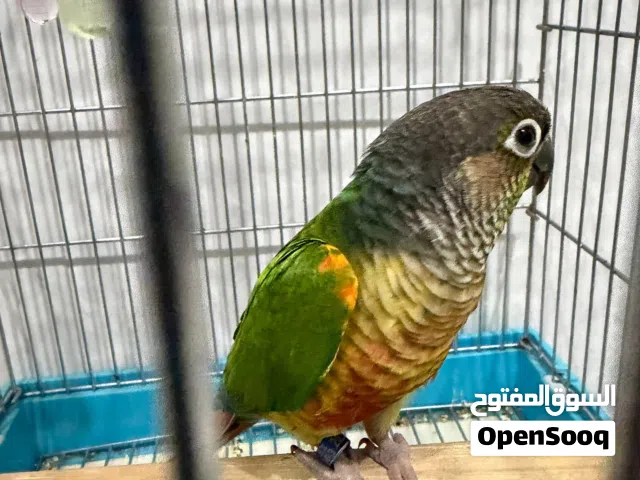 للبيع كينيور