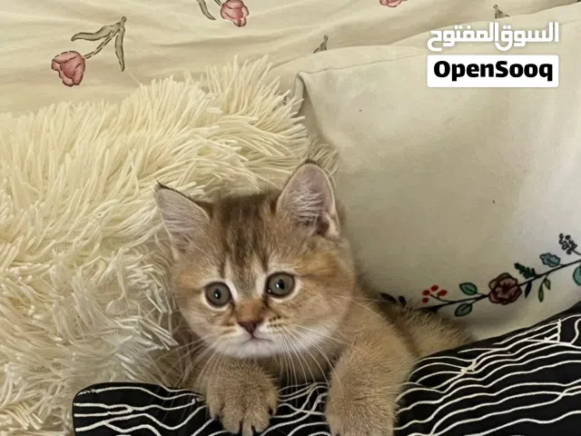 سكوتش ستريت