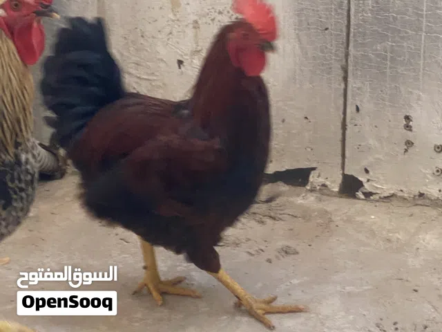 ديوك للبيع