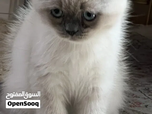 قطه ذكر هملايا