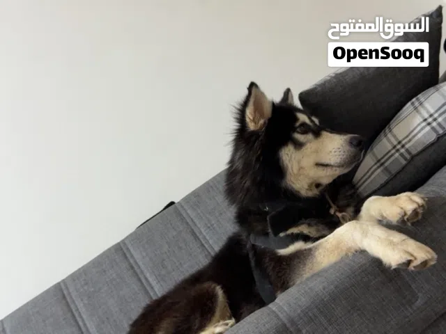 للبيع ذكر هاسكي اصل العمر سنتين