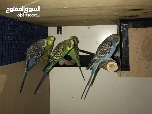 Budgies for sale  1kd per one budgie Healthy