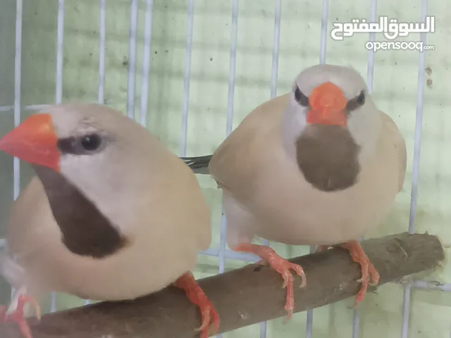 شفت تيل عسلي وبكس دارجنت منتجات التفاصيل بالوصف....................