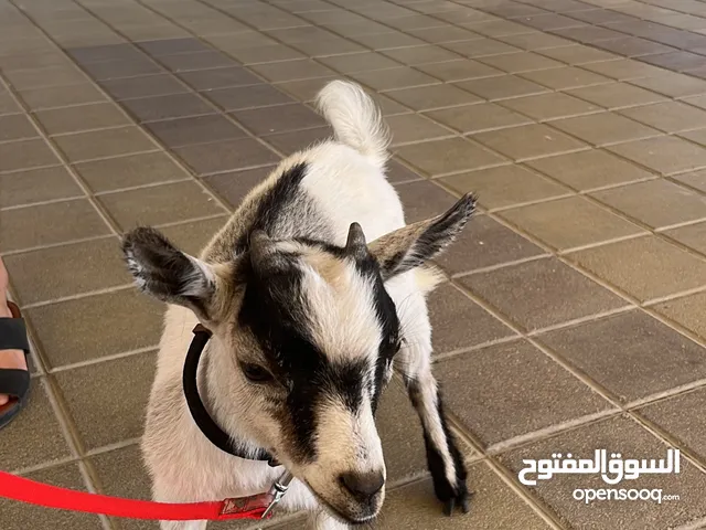 للبيع عانز القزم