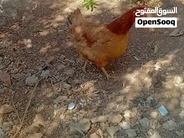 جاج بياض للبيع