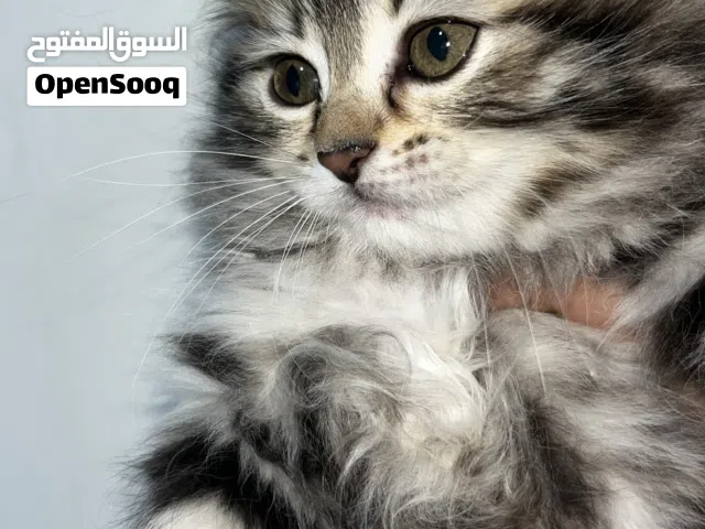 كتن شانشيلا مكس