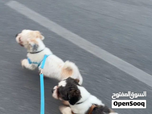 كلبين شيتزو اخوان (ذكرين) 150 دينار وقابل الكلبين يحبون العب معى الاطفال و لطيفين