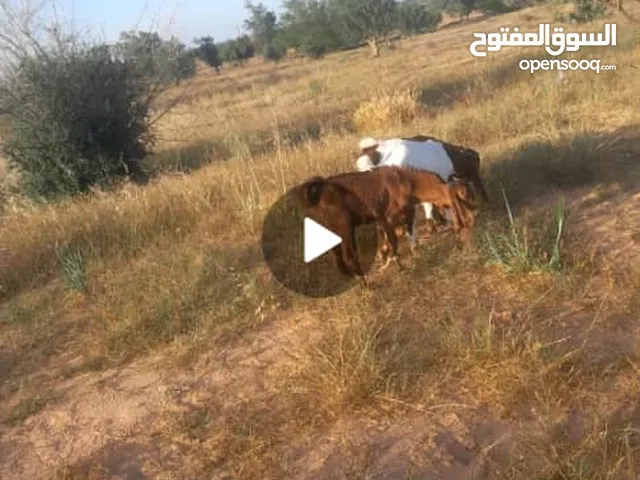 زوز جديان وزوز عنايق الله ايبارك
