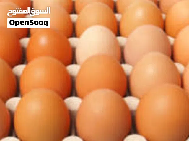 مطلوب ييض دجاج براهما