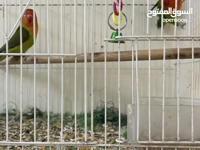 البيع طيور لا صبير