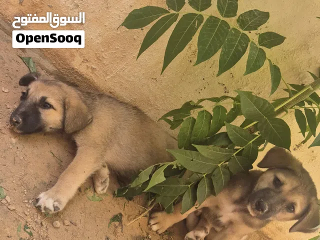جراوي لتبني