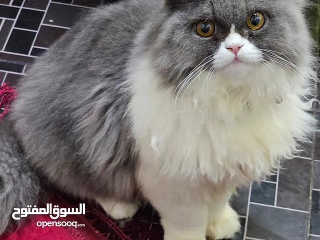قط و قطة من أحسن القطاط