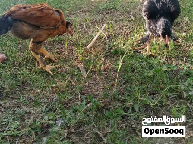 افراخ دجاج للبيع العمر3اشهر