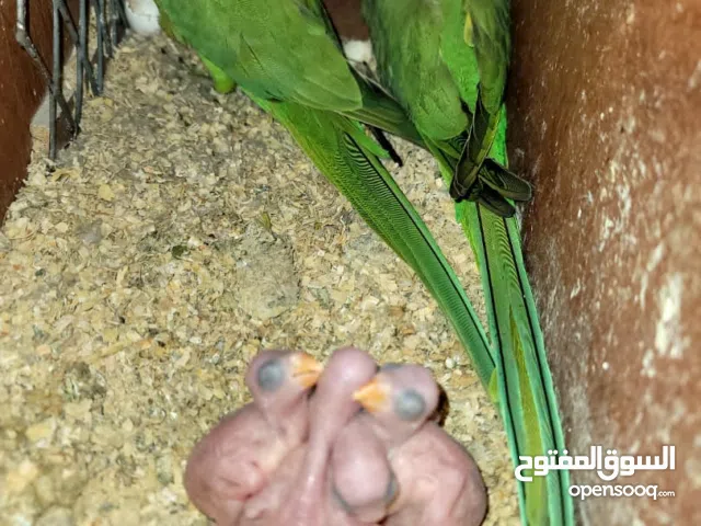 ببغاء الدرة الهندي