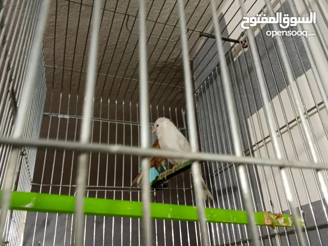 متاح جوز الطيرة اغات أية من الجمال والفحل ابيض بكحلة أمام العين جوز تركيب جديد