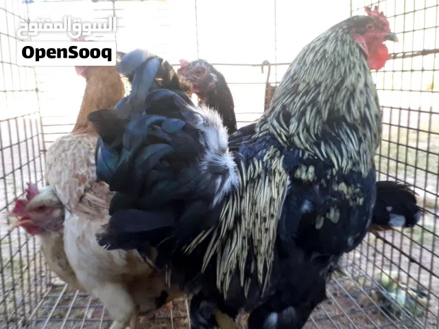 سلام عليكم اقراء الوصف الناس ال ادور في حاجه بهيا