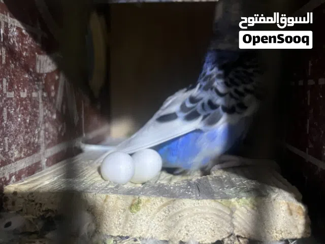 وج طيور الحب للبيع