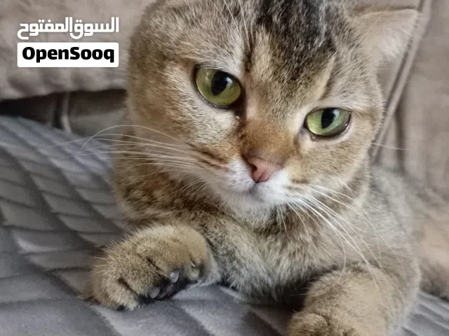 قطه سكوتش فولد (أنثى) عمر متوسط للبيع