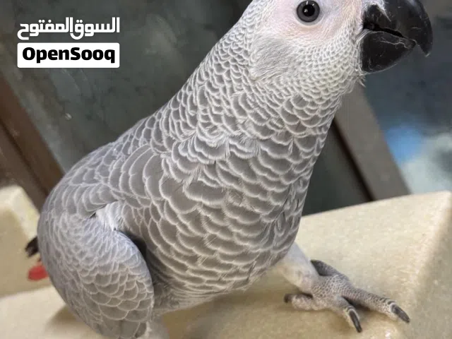 كاسكو فرخ للبيع