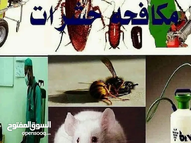 شركة مكافحة حشرات في عجمان 