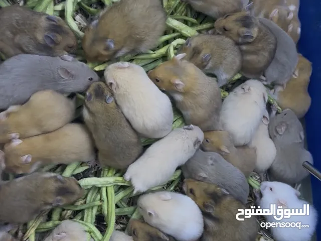 هامسترات سورية