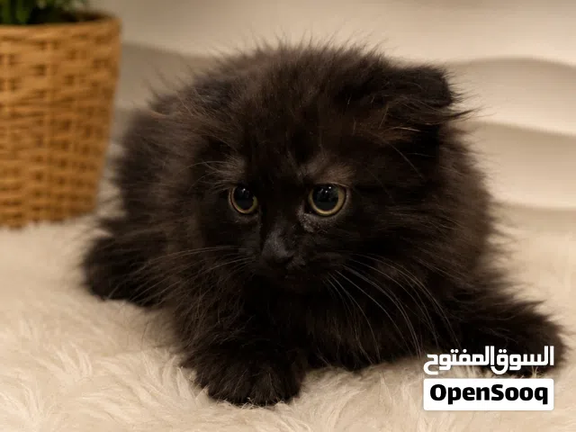 العمر شهرين