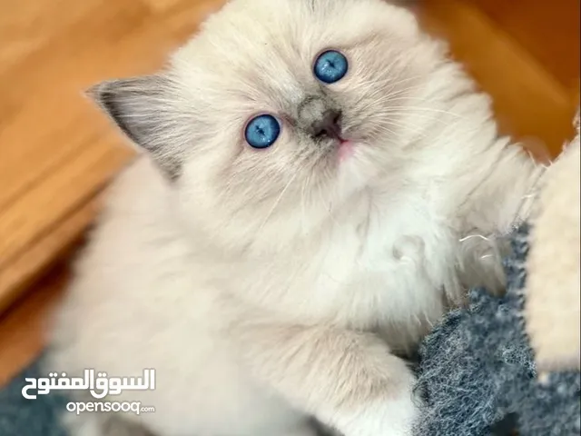 قطط هملايا مكس شنشيلا عمر 50 يوم