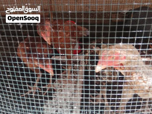 دجاح باكستاني للبيع سعر 5 حبات فقط ب  26 ريال لكامل الكميه مع 2 حبش عمر 4 شهور