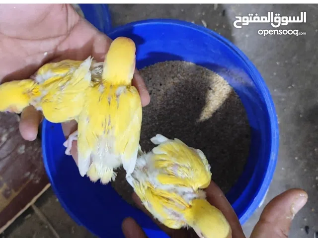 افراخ غندوره  روز عيون حمر زق ربع