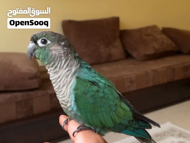 للبيع او للبدل كنيور تركواز