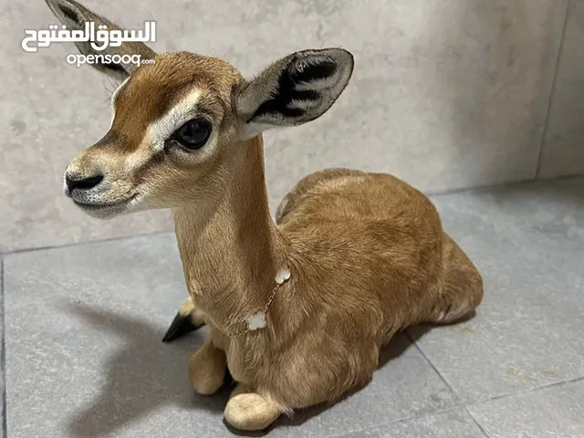 غزال ديماني ذكر صغير