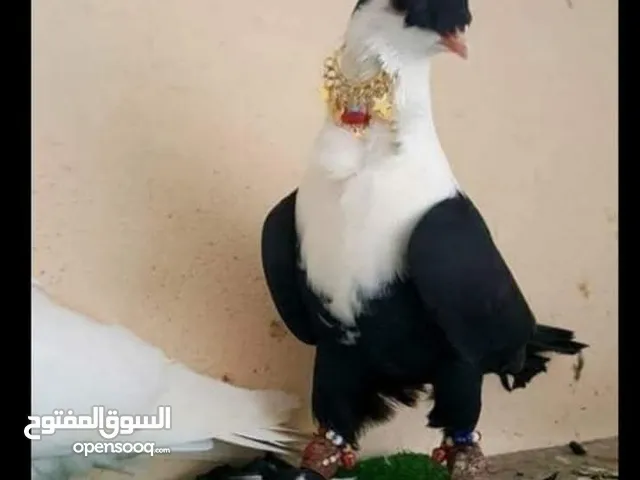 عبيده زيد ابوصايل