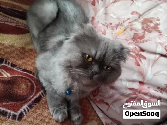 قطة سكوتش فولد للبيع بسعر رمزي