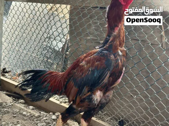 ديك سندي للبيع