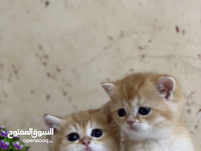 سكوتش جولد ny12