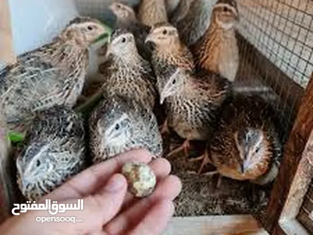مطلوب بيض دجاج السمان