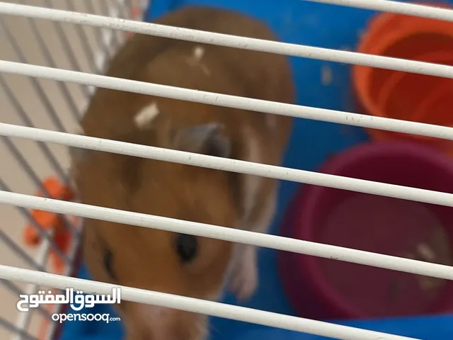 Hamster with cage and food