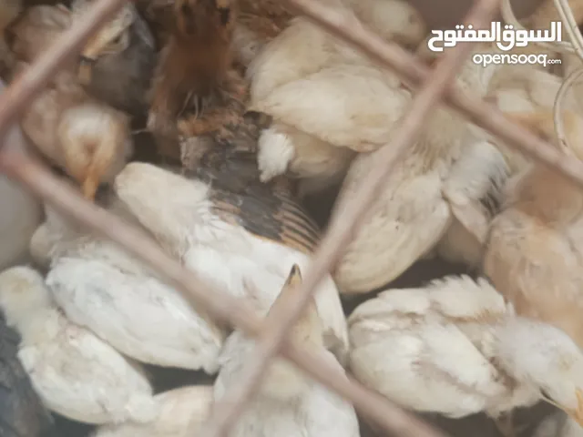 صيصان لوهمان وبناديق التفاصيل بالاعلان
