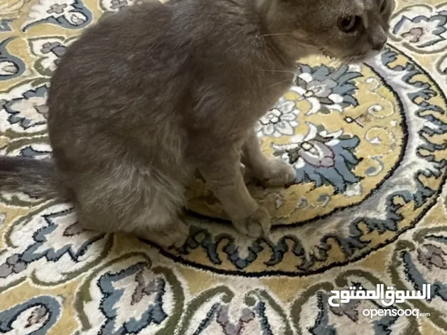 قطوة شيرازيه
