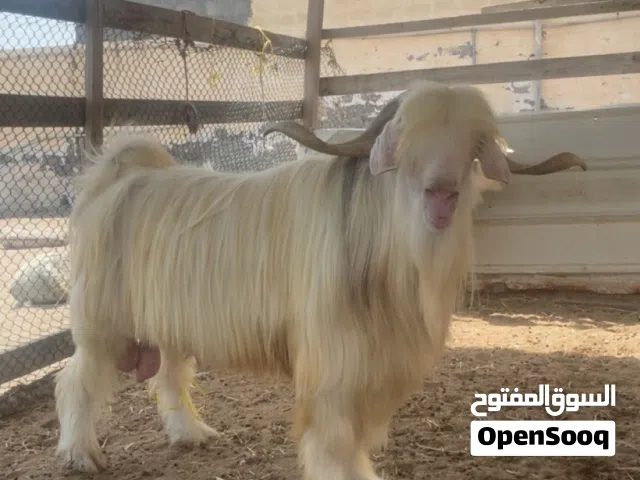 للبيع فحل العمر فوق السنتين وفوق تقريبا
